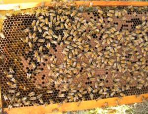 bee-colony.jpg