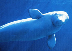 belugawhale-noaa.jpg