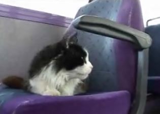 cat-commuter.jpg