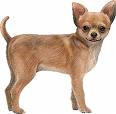 chihuahua.jpg