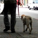 dog-walker photo by Alvimann via Morguefile