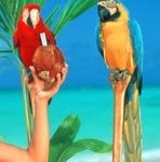 macaw-pair.jpg