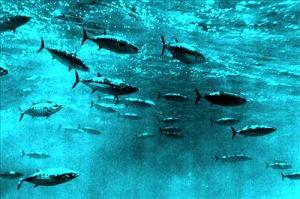tuna-school-noaa.jpg