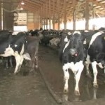cows-in-dairy-farm