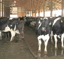 cows-in-dairy-farm