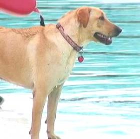 dog at the pool