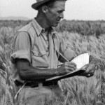 norman-borlaug-wheat.jpg
