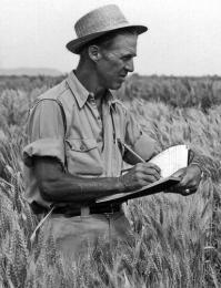 norman-borlaug-wheat.jpg