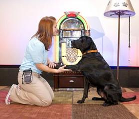 training of shelter dog