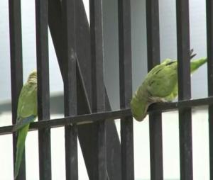 parakeets-in-brooklyn.jpg