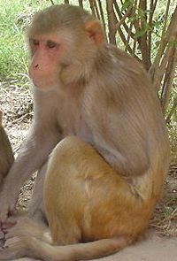 rhesus-monkey-gnu-lic.jpg