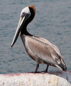 brown-pelican_gnu-dori.jpg