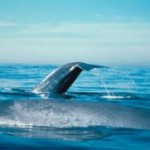 blue-whale-noaa.jpg