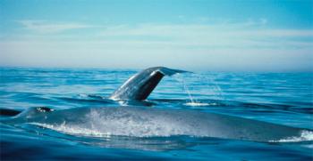 blue-whale-noaa.jpg