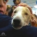 dog-teaches-kids-compassion.jpg