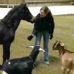 goats-w-pony-friend.jpg