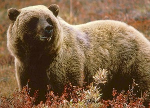 grizzly-usfws.jpg