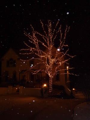 white-lights-tree-mlwk.jpg