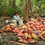 peruvian-cocoa-grower-usaid.jpg