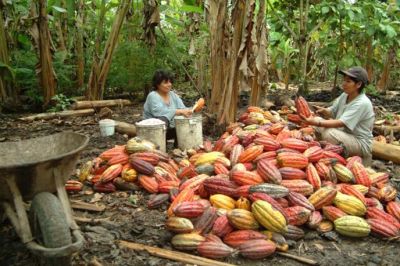 peruvian-cocoa-grower-usaid.jpg