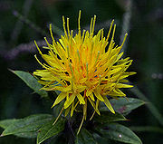 safflower.jpg