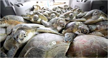 sea-turtle-rescue-pile-blair-witherington.jpg