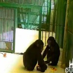 bonobos-dine-in-zoo.jpg