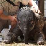 elephant-miracle-baby-taronga-zoo.jpg