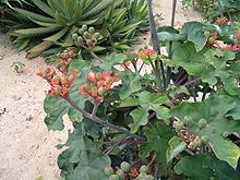 jatropha-for-oil-gnu.jpg