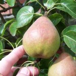 pear-picking.jpg