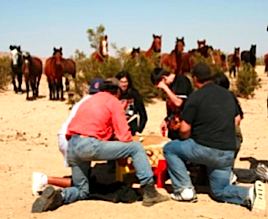 wild-horses-watch-drumming.jpg