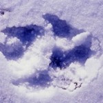 wolf-print-in-snow-nrdc.jpg