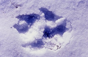 wolf-print-in-snow-nrdc.jpg