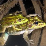 yellow-spotted-bell-frogs.jpg