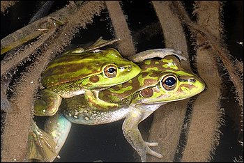 yellow-spotted-bell-frogs.jpg