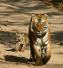 bengal-tiger-w-cub_pilibhit_reserve-mayankkatiyar.jpg
