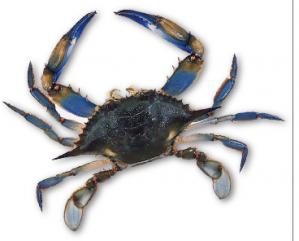 blue-crab-usfda