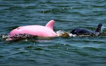pink_dolphin.jpg