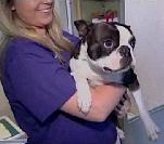 boston-terrier-found.jpg