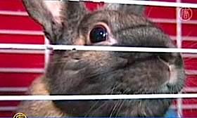 rabbit-in-cage-cu.jpg