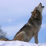 grey wolf howls