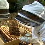 beekeepers-cnn-vid.jpg