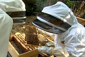 beekeepers-cnn-vid.jpg