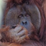 orangutan-borneo