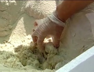 turtle-egg-transporting