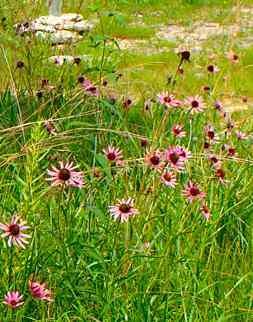 Tennessee purple coneflowers - FWS photo