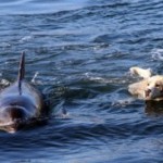 dolphin and dog on their daily swim
