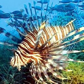 lionfish-NOAA
