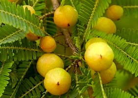 Amalaki fruit growing in foothills of the Himalayan Mountains
