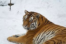 Siberian tigers (Amur tiger), CC license